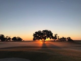 sun through the trees