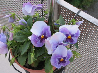 Fototapeta na wymiar Lilac colored pansies