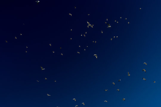 Doves in the Skyu