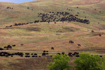 Fototapeta na wymiar Annual Custer State Park, South Dakota, Buffalo Roundup