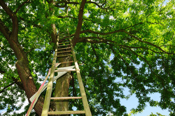 Old wooden ladder leaning against a large tall green tree