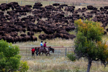 Annual Custer State Park, South Dakota, Buffalo Roundup © spiritofamerica
