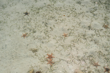 Starfish on the bottom of the Celebes Sea