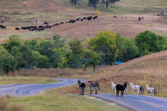 Burros (Donkeys) Watch Annual Custer State Park Buffalo Roundup