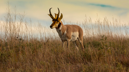 Pronghorn Antelope fastest animal in North America, Custer State Park, South Dakota - obrazy, fototapety, plakaty
