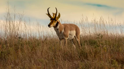 Poster Pronghorn Antelope snelste dier in Noord-Amerika, Custer State Park, South Dakota © spiritofamerica