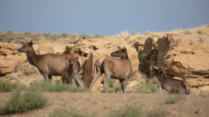 Antelope in Chaco National Moument, New Mexico