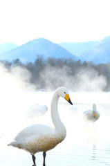 屈斜路湖の白鳥	