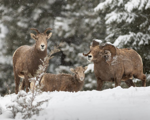 Bighorn sheep in winter mountain scene