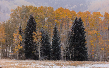 Fototapeta premium fresh snow falls on autumn trees outside of Ridgway Colorado
