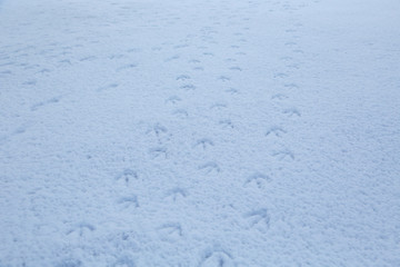 ハクチョウの足跡