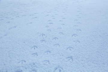 ハクチョウの足跡