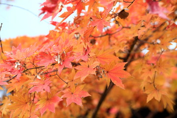 한국의 아름다운 가을 단풍