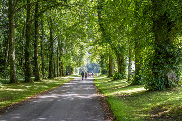 Tree lined driveway