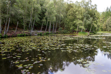 Obraz premium Tay forest park