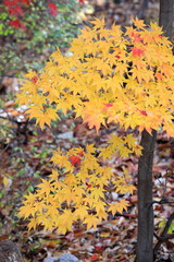 한국의 아름다운 가을 단풍
