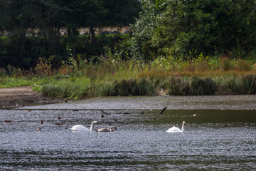 Swans in a pond