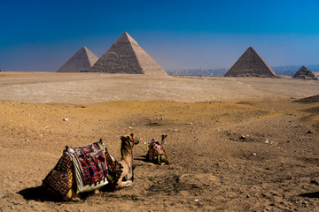Camel and Great Pyramids of Giza, Cairo, Egypt