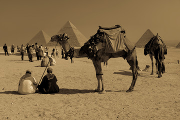 Fototapeta premium Camel and Great Pyramids of Giza, Cairo, Egypt