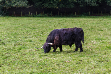 Black highland cow