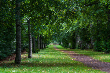 path under the trees