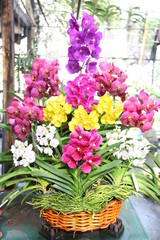 Colorful orchid flowers