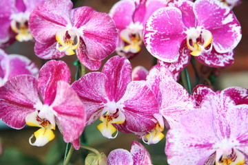 Blossoming orchids in a spring garden