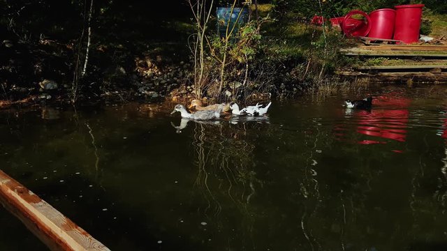 A group of wild swans swimming in a winter lake on a sunset and some ducks on a background. Beautiful natural lake.