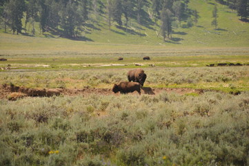 Buffalo in Yellowstone