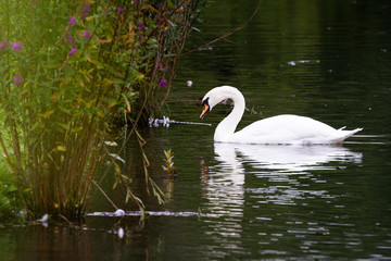 Mute Swan - Cygnus olor