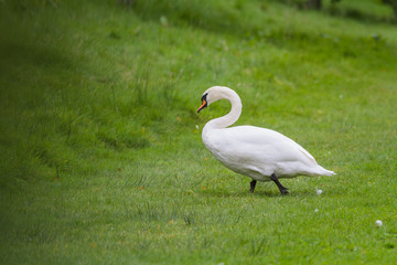Mute Swan - Cygnus olor