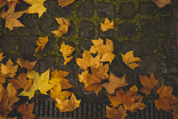 Autumn Feeling