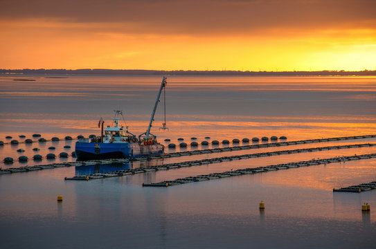 Mussel boat and mussel bed in the sea. Mussel aquaculture in Netherlands