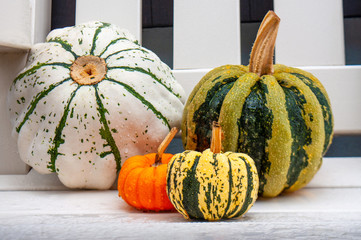 Cute small decorative pumpkins on white backgroundrain