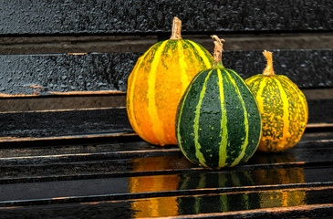 Cute small decorative pumpkins on black background