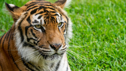 Fototapeta na wymiar Sumatran tiger face close up left of frame looking to right