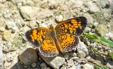 Pearl Crescent Butterfly (Phyciodes tharos)