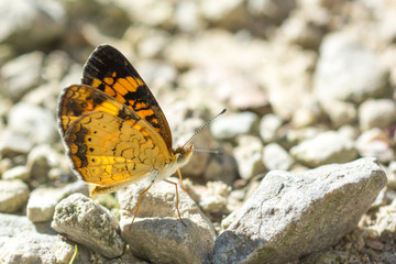 Pearl Crescent Butterfly (Phyciodes tharos) - Underside of Wings