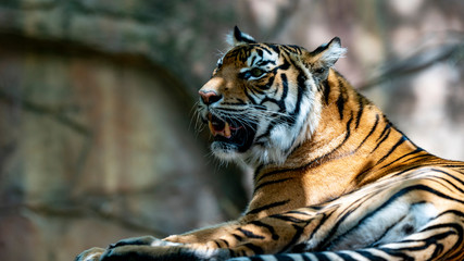 Sumatran tiger laying down looking right to left of frame baring teeth