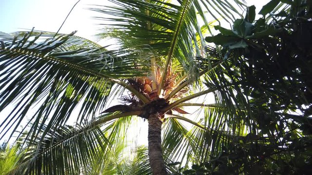 Beautiful palm tree filmed with 4k camera in Bali Indonesia Nusa Penida