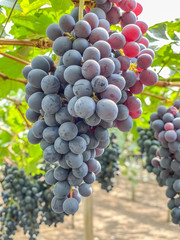 Bunch of grapes in vineyard scene nature and fruits backgrounds