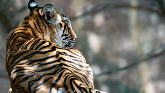 Sumatran tiger laying down with back to camera