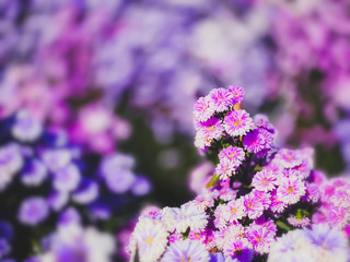 Obraz premium Purple flowers in the garden nature wallpaper backgrounds
