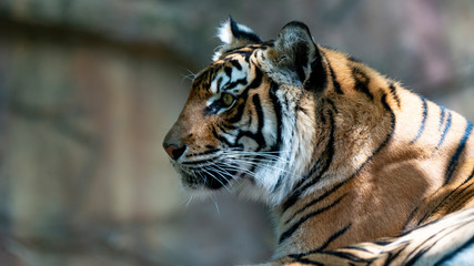 Sumatran tiger profile looking right to left of frame