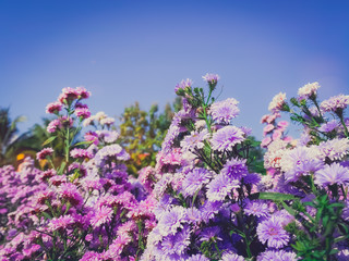 Beautiful blooming flowers in the garden nature landscape backgrounds