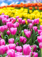 Colorful tulip flower garden, pink yellow and orange