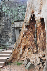 タップロームの大木の根