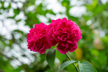 Close up deep pink rose flower with blur background.