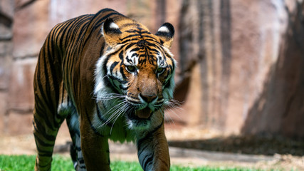 Sumatran tiger walking with head down