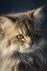 A cat with gray fur and a cute face